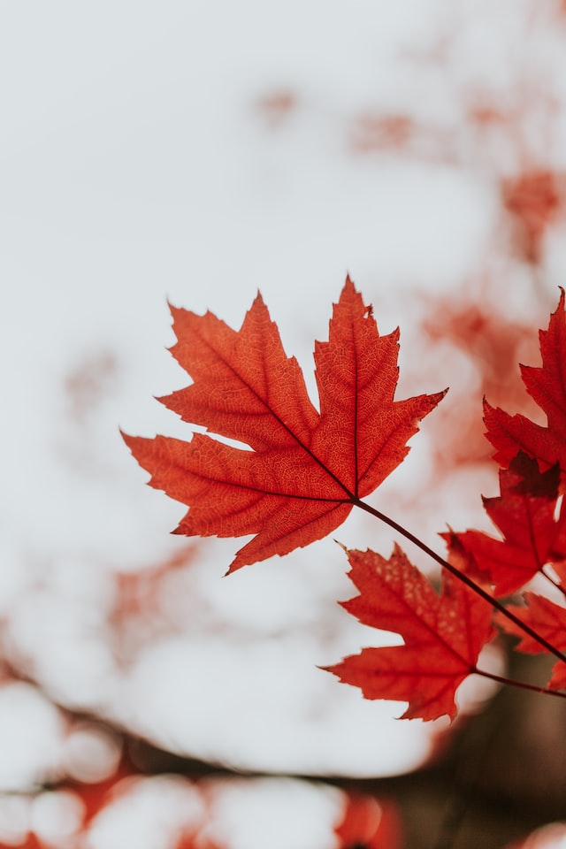 red maple leaves contrasted against a pale blue sky